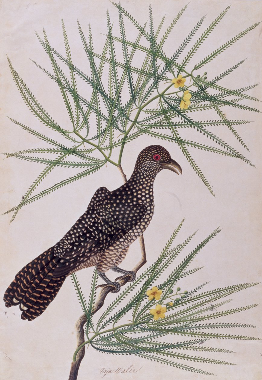 تاجا والي ، من رسم الطيور من ملقا ، c.1805-18 (مرحاض على ورق) بواسطة المدرسة الصينية