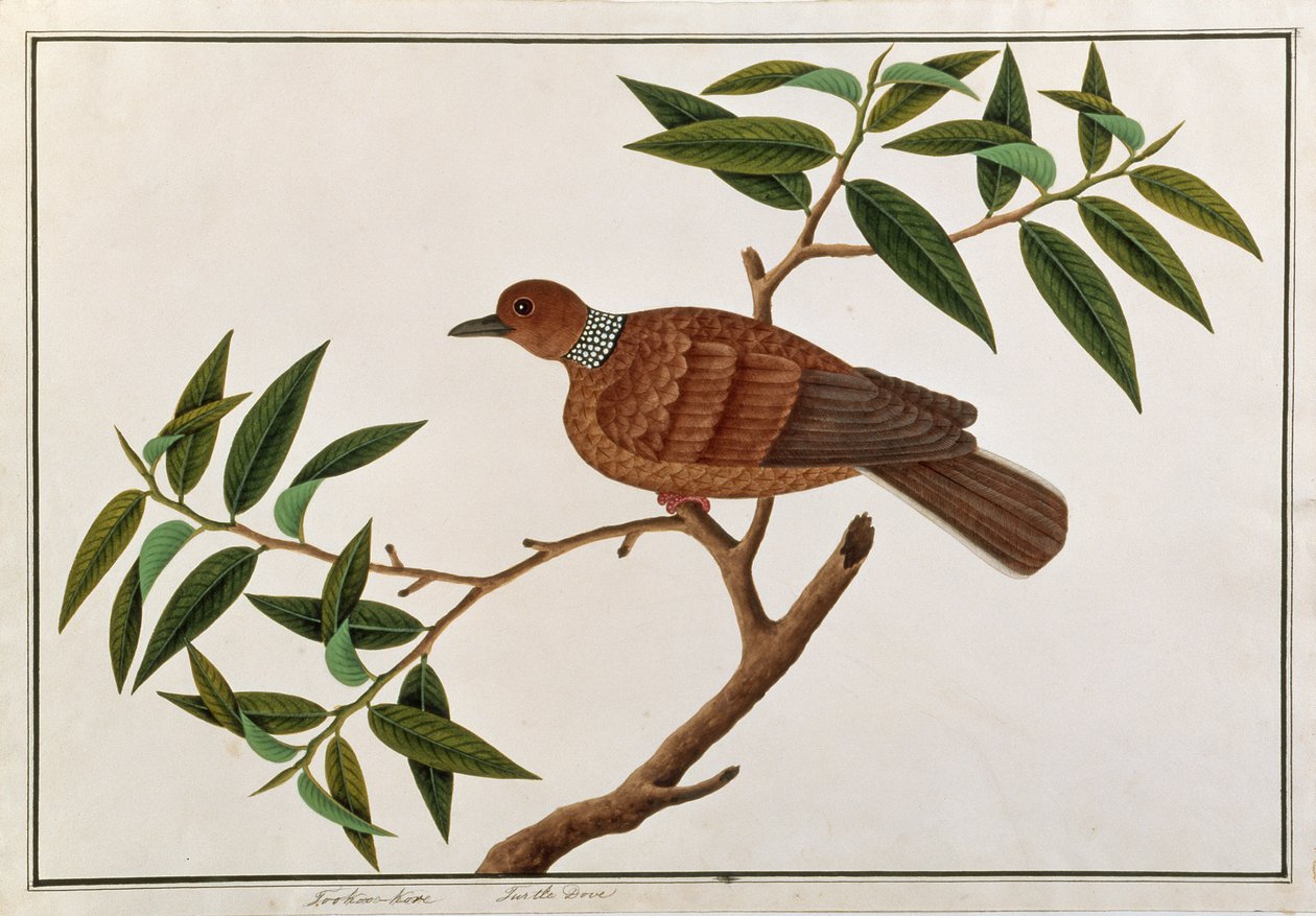 Turtle Dove ، Tookoo-Kore ، من رسومات الطيور من ملقا ، c.1805-18 (مرحاض على ورق) بواسطة المدرسة الصينية