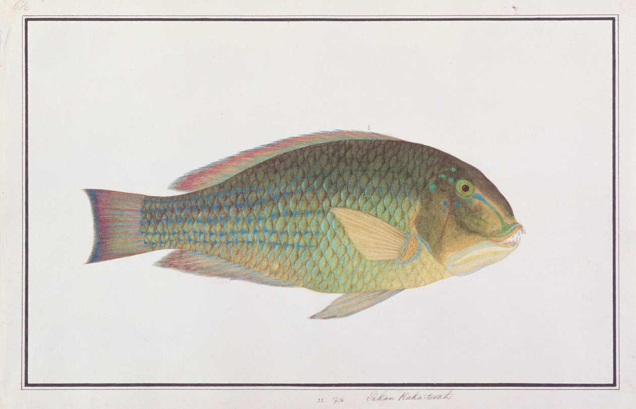 Tuskfish ، من رسومات الأسماك من ملقا ، ج 1805-18 (مرحاض على ورق) بواسطة المدرسة الصينية