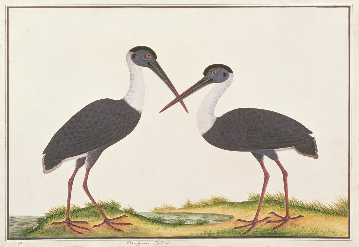 اللقلق ذو العنق الصوفي ، من رسومات الطيور من ملقا ، c.1805-18 (مرحاض على ورق) بواسطة المدرسة الصينية