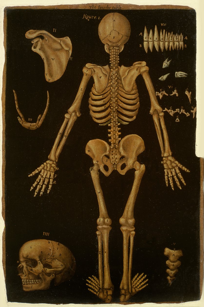 السيدة هنتر 364 الجدول الرابع ، من الجداول التشريحية ، بقلم جون بانيستر (1540-1610) (زيت على ورق بني) بواسطة مدرسة اللغة الإنجليزية