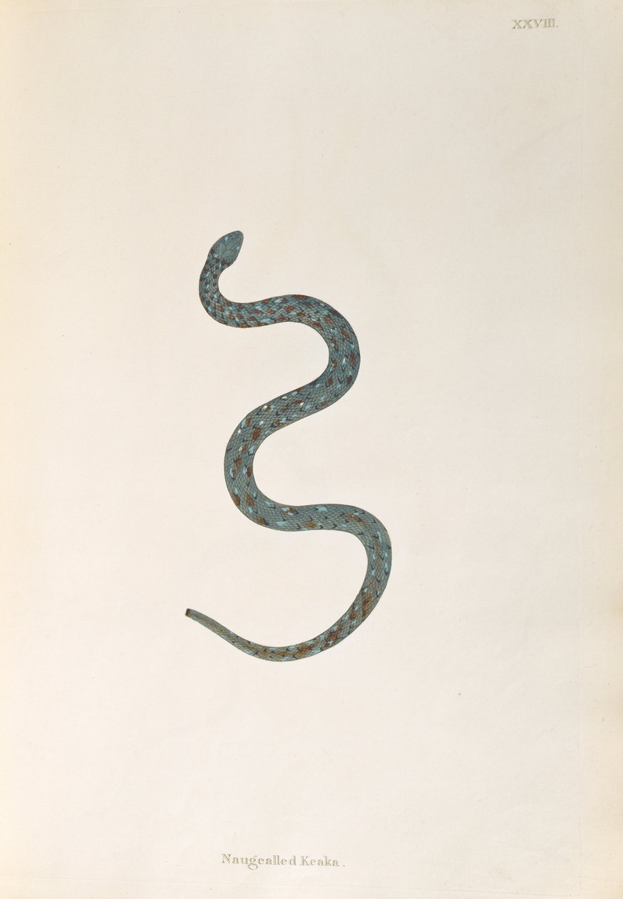 Naugealled Keaka Snake من حساب الثعابين الهندية التي تم جمعها من ساحل Coromandel بواسطة باتريك راسل ، لندن ، 1796 بواسطة مدرسة اللغة الإنجليزية