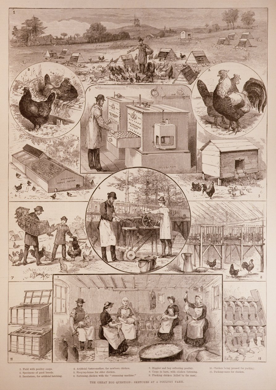 سؤال البيض الكبير: اسكتشات في مزرعة دواجن ، من أخبار لندن المصورة ، 2 أبريل 1887 بواسطة مدرسة اللغة الإنجليزية