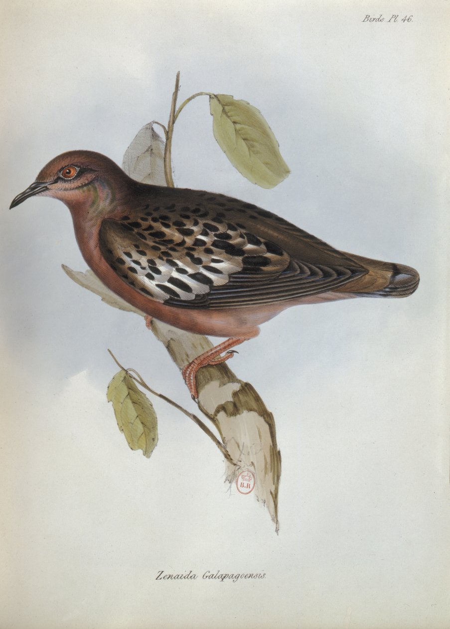 Zenaida Galapagoensis ، توضيح من علم الحيوان لرحلة HMS Beagle ، 1832-36 بقلم تشارلز داروين (1809-92) ، 1840 بواسطة مدرسة اللغة الإنجليزية