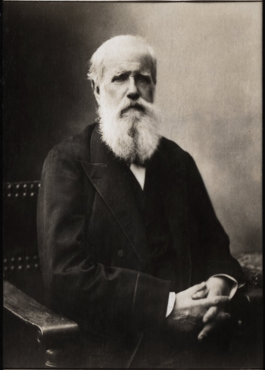 صورة دوم بيدرو الثاني (بيتر الثاني) (1825-1891) ، إمبراطور البرازيل. بواسطة مصور فرنسي
