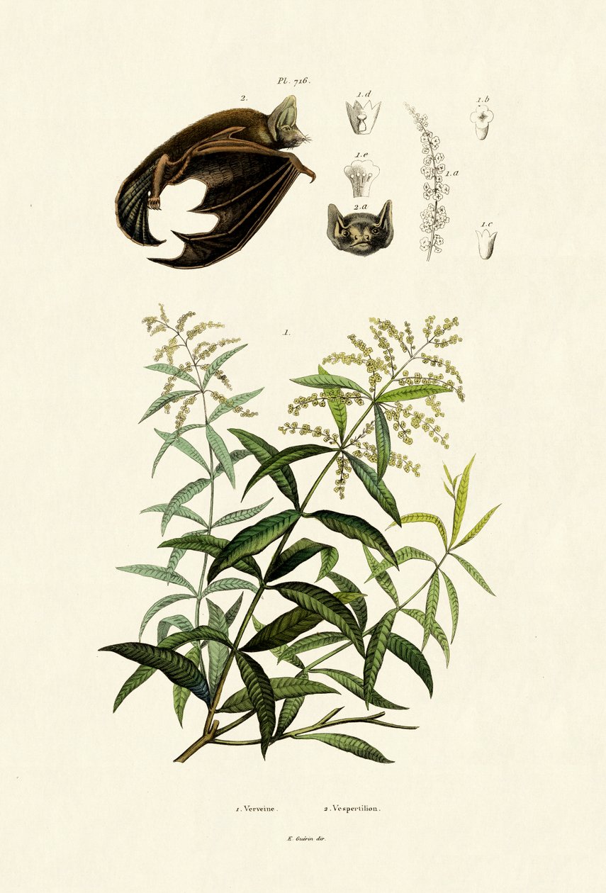 Lemongras ، 1833-1839 بواسطة المدرسة الفرنسية