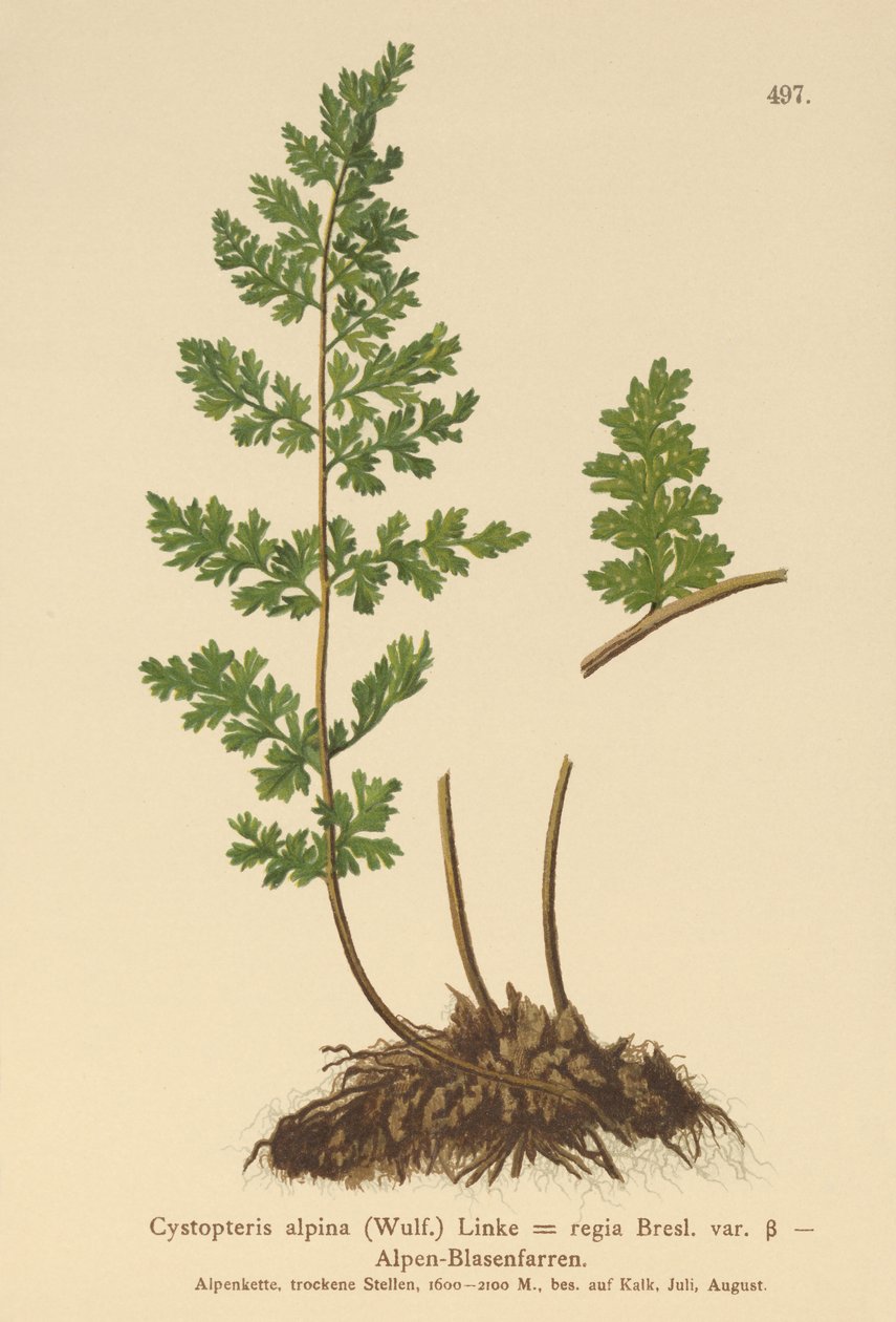 جبال الألب المثانة السرخس (Cystopteris alpina ، Cystopteris regia) بواسطة المدرسة الألمانية
