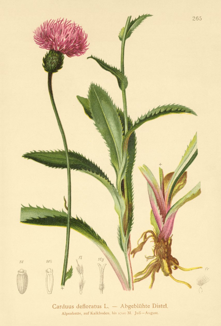 الشوك الألب (Carduus defloratus) بواسطة المدرسة الألمانية