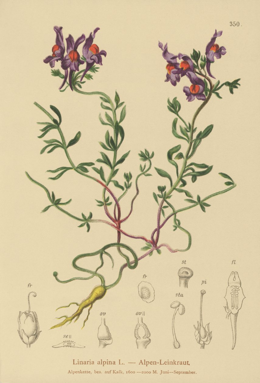 Alpine Toadflax (Linaria alpina) بواسطة المدرسة الألمانية