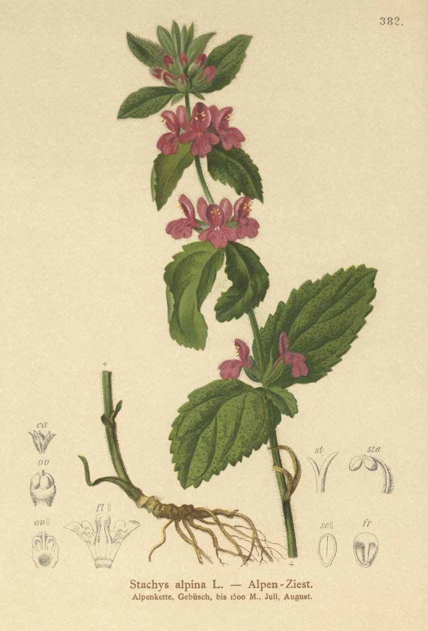Alpound Woundwort (Stachys alpina) بواسطة المدرسة الألمانية