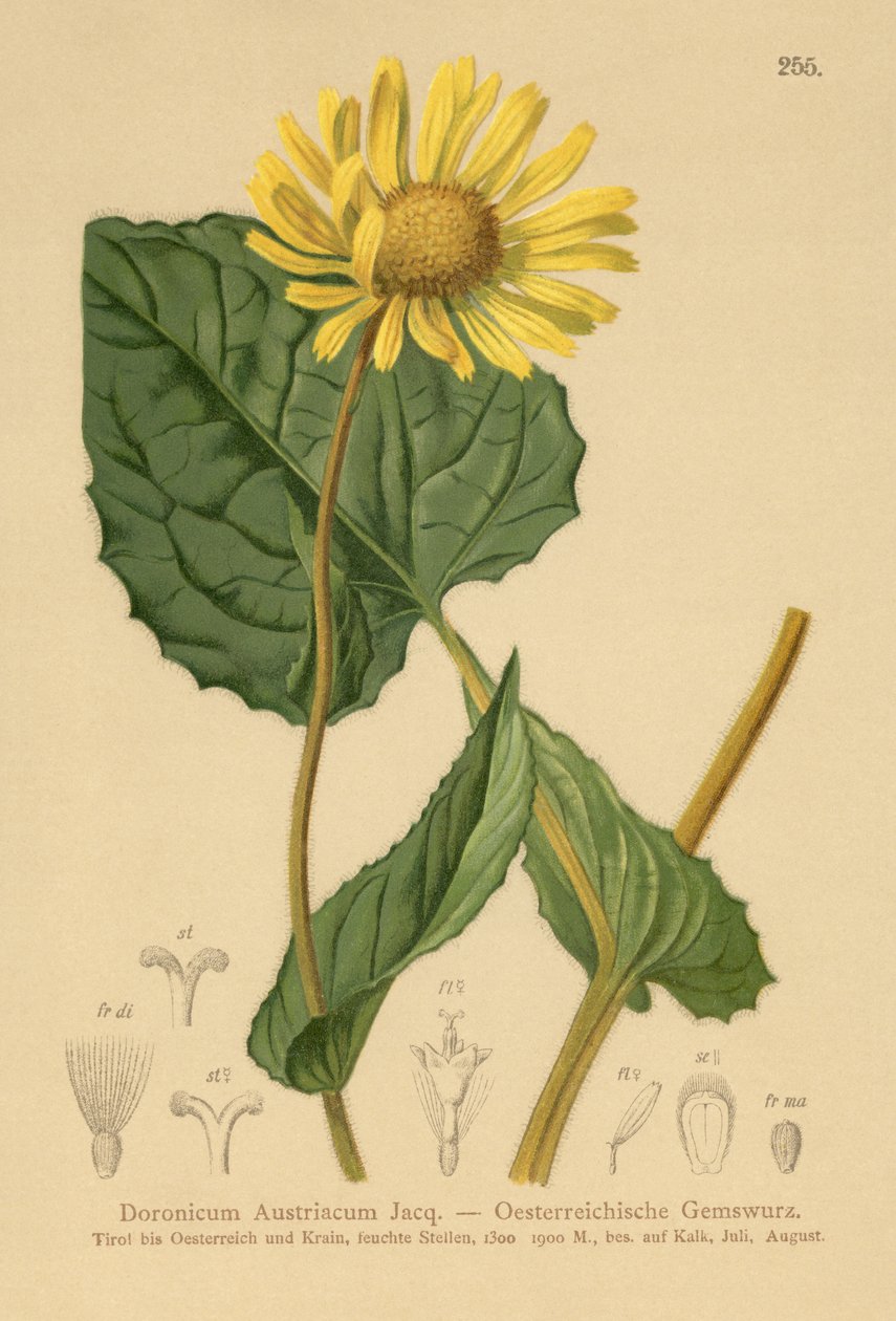 نمر ليوبارد نمساوي (Doronicum Austria) بواسطة المدرسة الألمانية