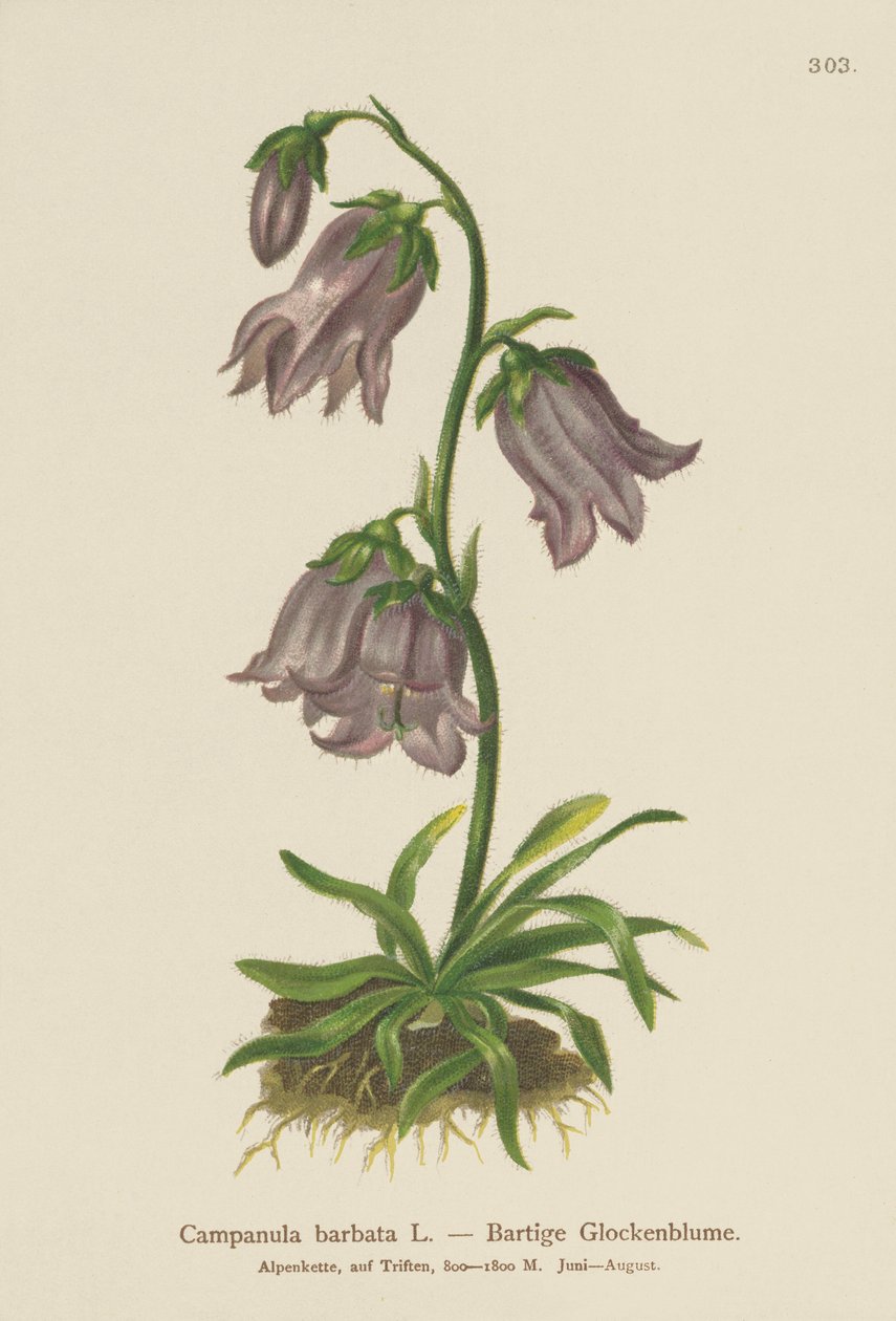 الجريس الملتحي (Campanula barbata) بواسطة المدرسة الألمانية