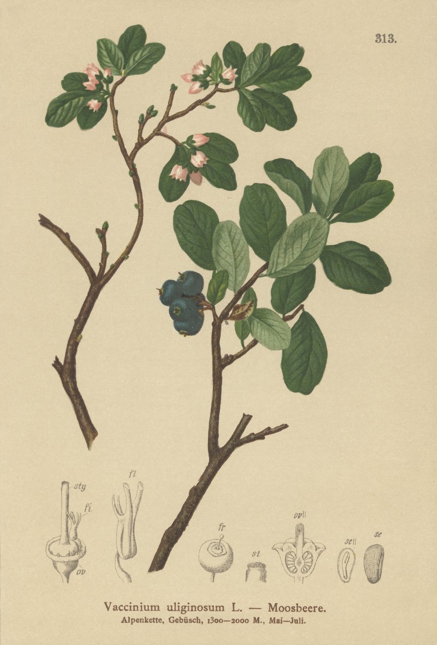 Bog Bilberry (Vaccinium uliginosum) بواسطة المدرسة الألمانية