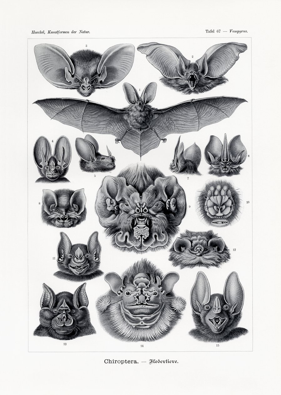 Chiroptera ، 1899-1904 بواسطة المدرسة الألمانية