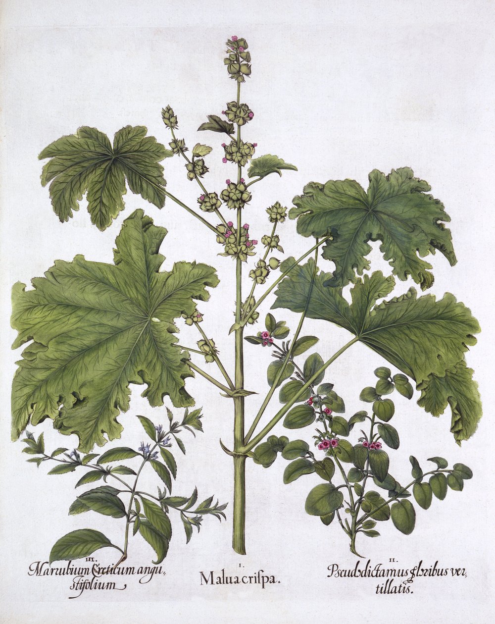 Curled Mallow ، False Dittany ، Cretan Horehound ، من Hortus Eystettensis ، بقلم Basil Besler (1561-1629) ، حانة. 1613 (نقش يدوي) بواسطة المدرسة الألمانية