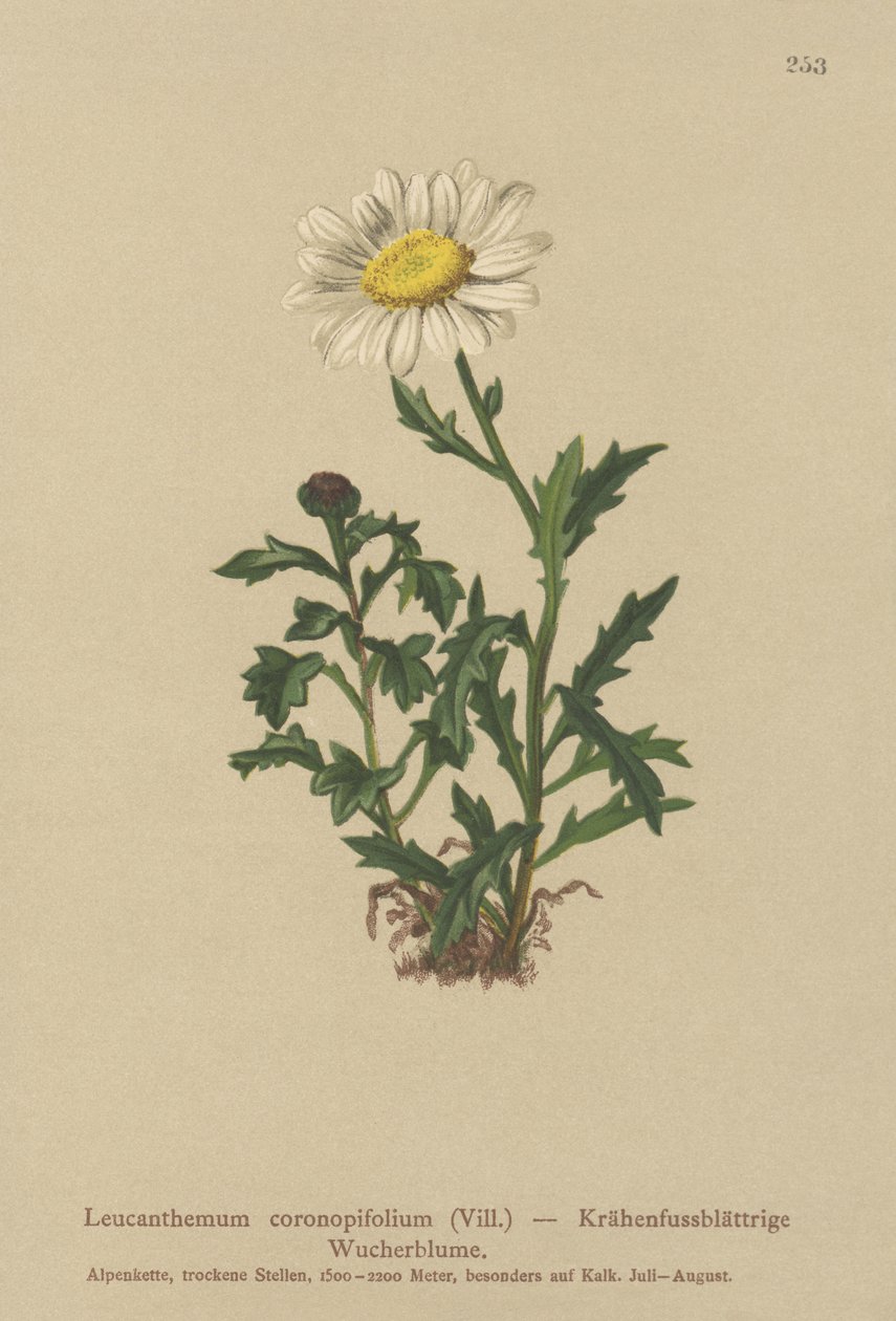أقحوان (Leucanthemum coronopifolium ، أقحوان coronopifolium ، أقحوان ألبستر) بواسطة المدرسة الألمانية
