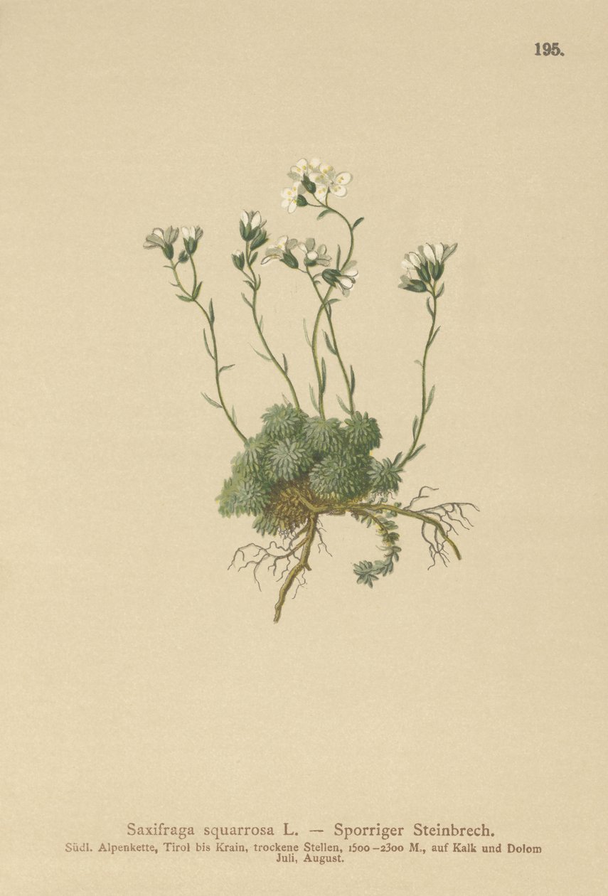 Dolomites Saxifrage (Saxifraga squarrosa) بواسطة المدرسة الألمانية