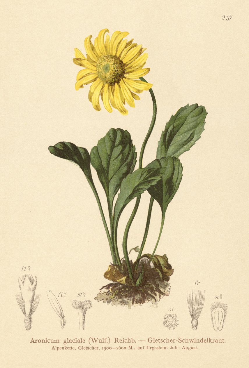 الأنهار الجليدية (Aronicum glaciale ، Doronicum glaciale) بواسطة المدرسة الألمانية