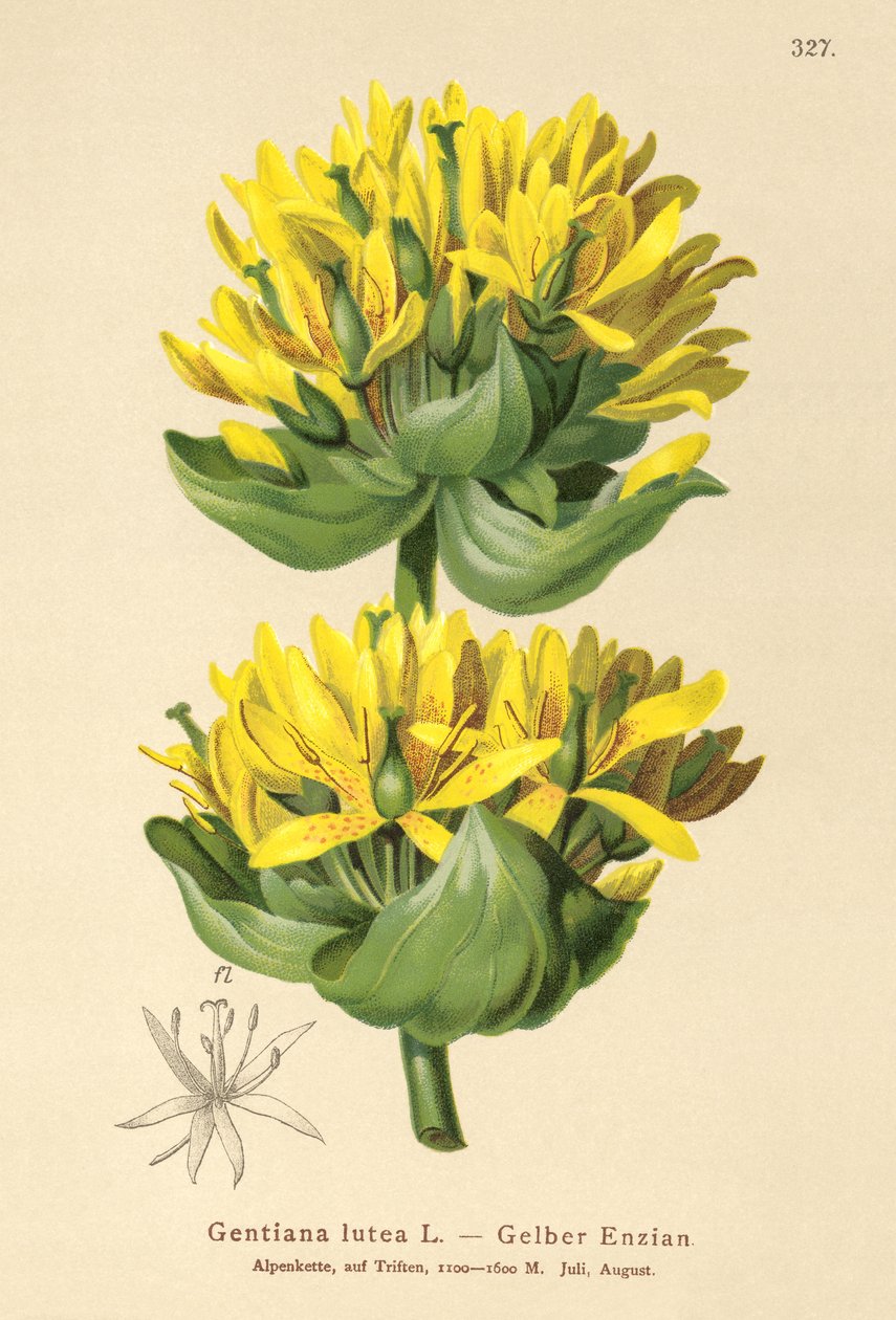 الجنطيانا الأصفر العظيم (Gentiana lutea) بواسطة المدرسة الألمانية