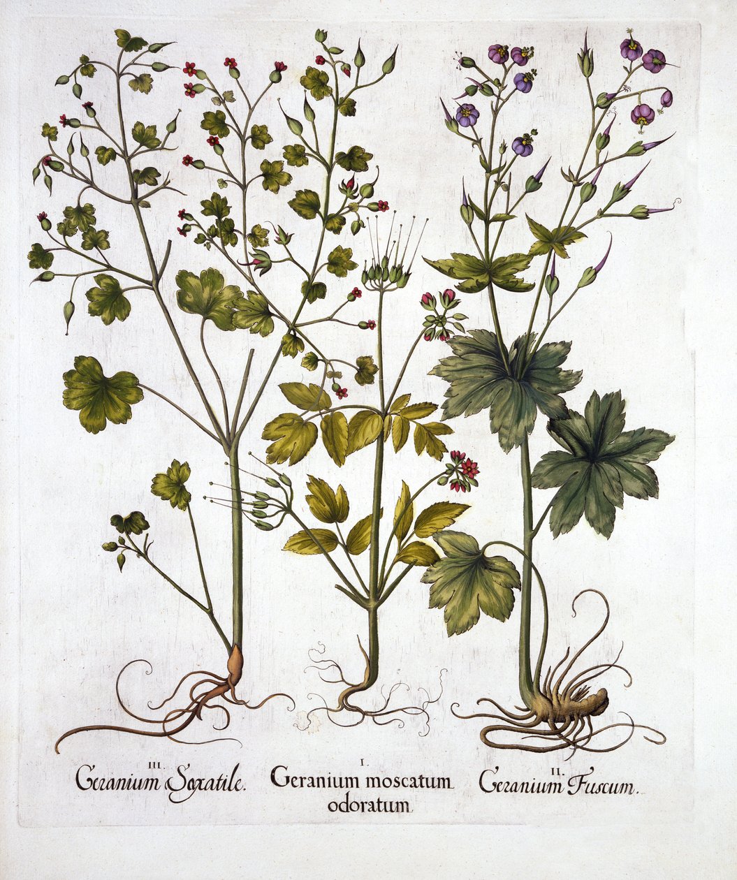 هاردي إبرة الراعي ، من Hortus Eystettensis ، بقلم باسل بيسلر (1561-1629) ، حانة. 1613 (نقش يدوي) بواسطة المدرسة الألمانية
