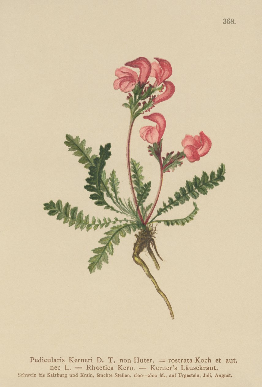 Kerners Lousewort (Pedicularis Kerneri ، Rhaetica Kerneri ، Pedicularis rostrata ، Pedicularis Rhaetica) بواسطة المدرسة الألمانية