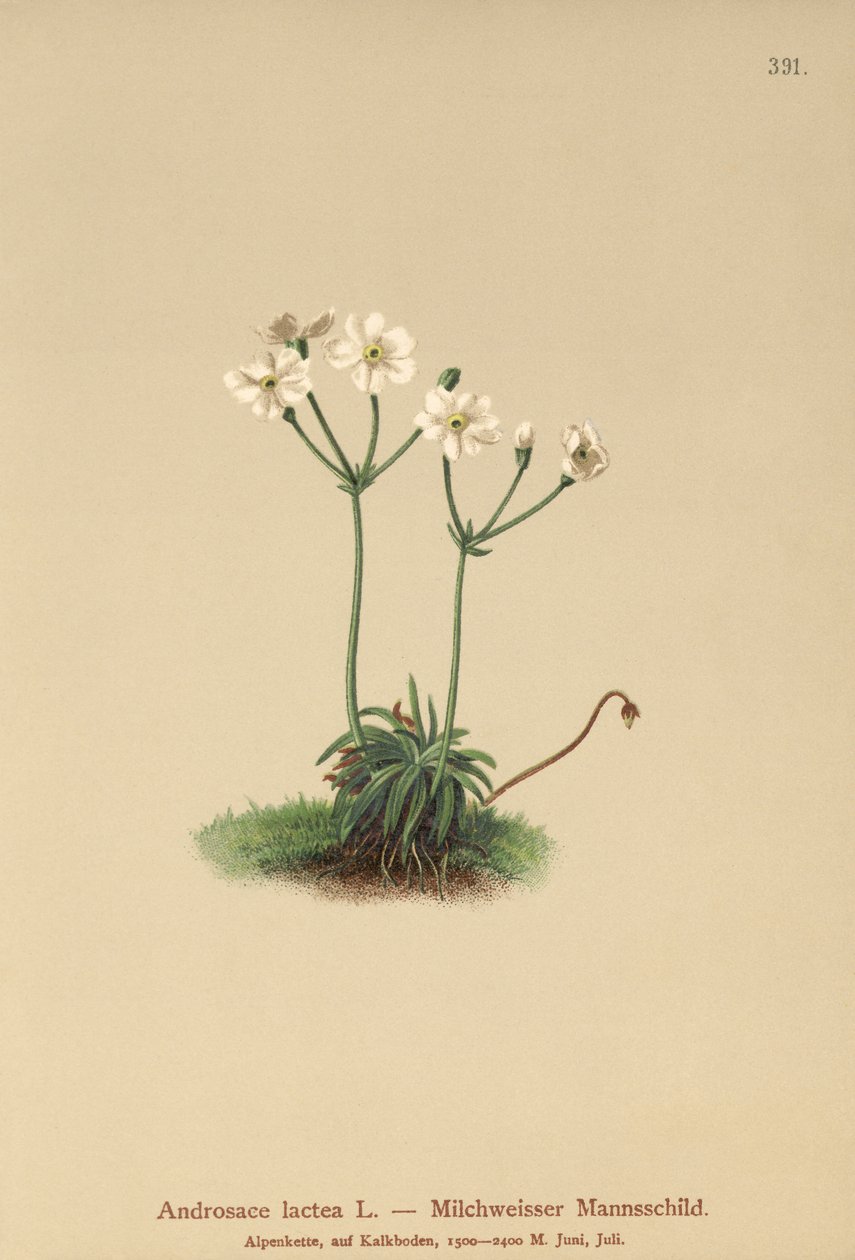 Milkwhite Rock-jasmine (Androsace lactea ، Androsace lactiflora) بواسطة المدرسة الألمانية