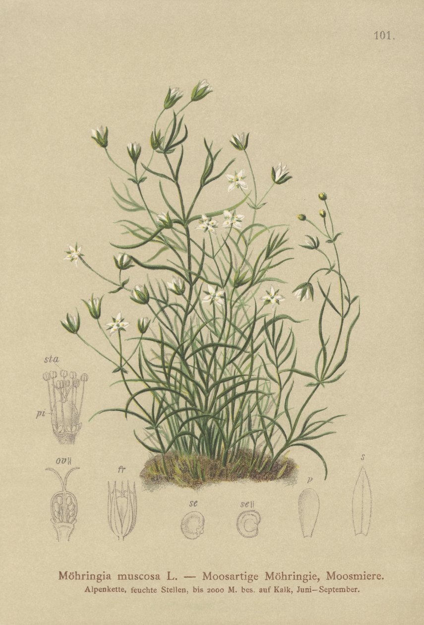 موسي ساندورت (Moehringia muscosa ، Möhringia muscosa) بواسطة المدرسة الألمانية