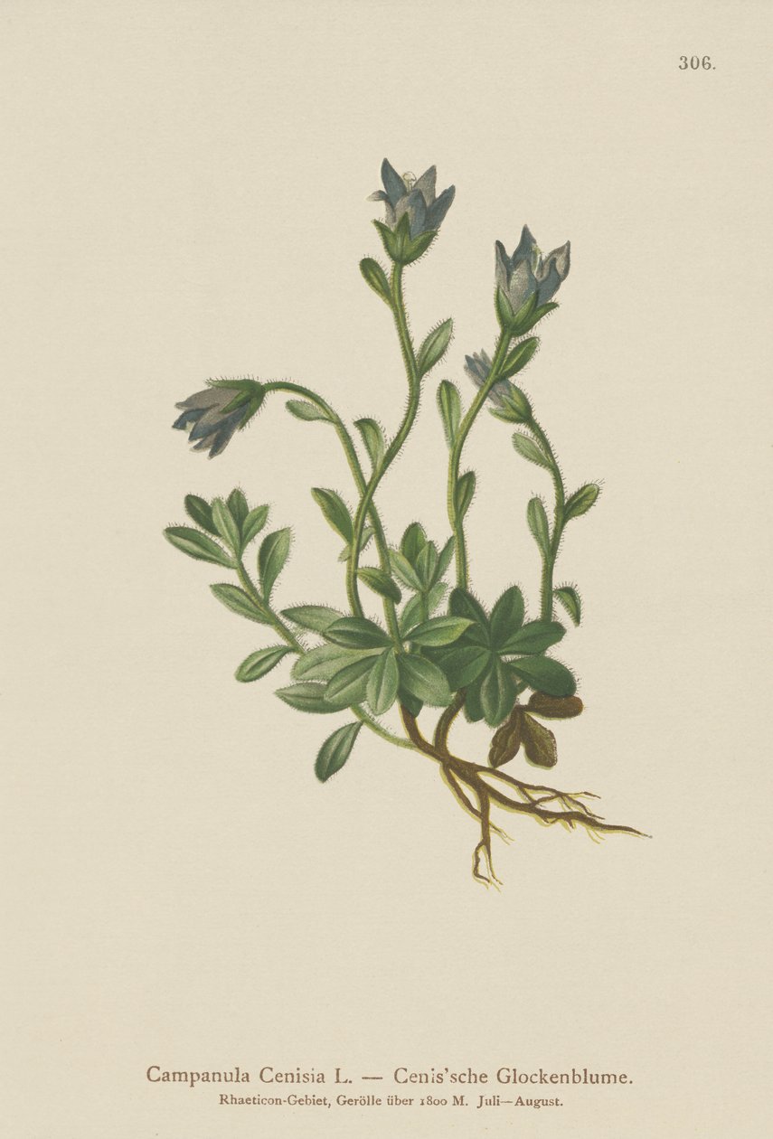 جبل. Cenis Bellflower (Campanula Cenisia) بواسطة المدرسة الألمانية