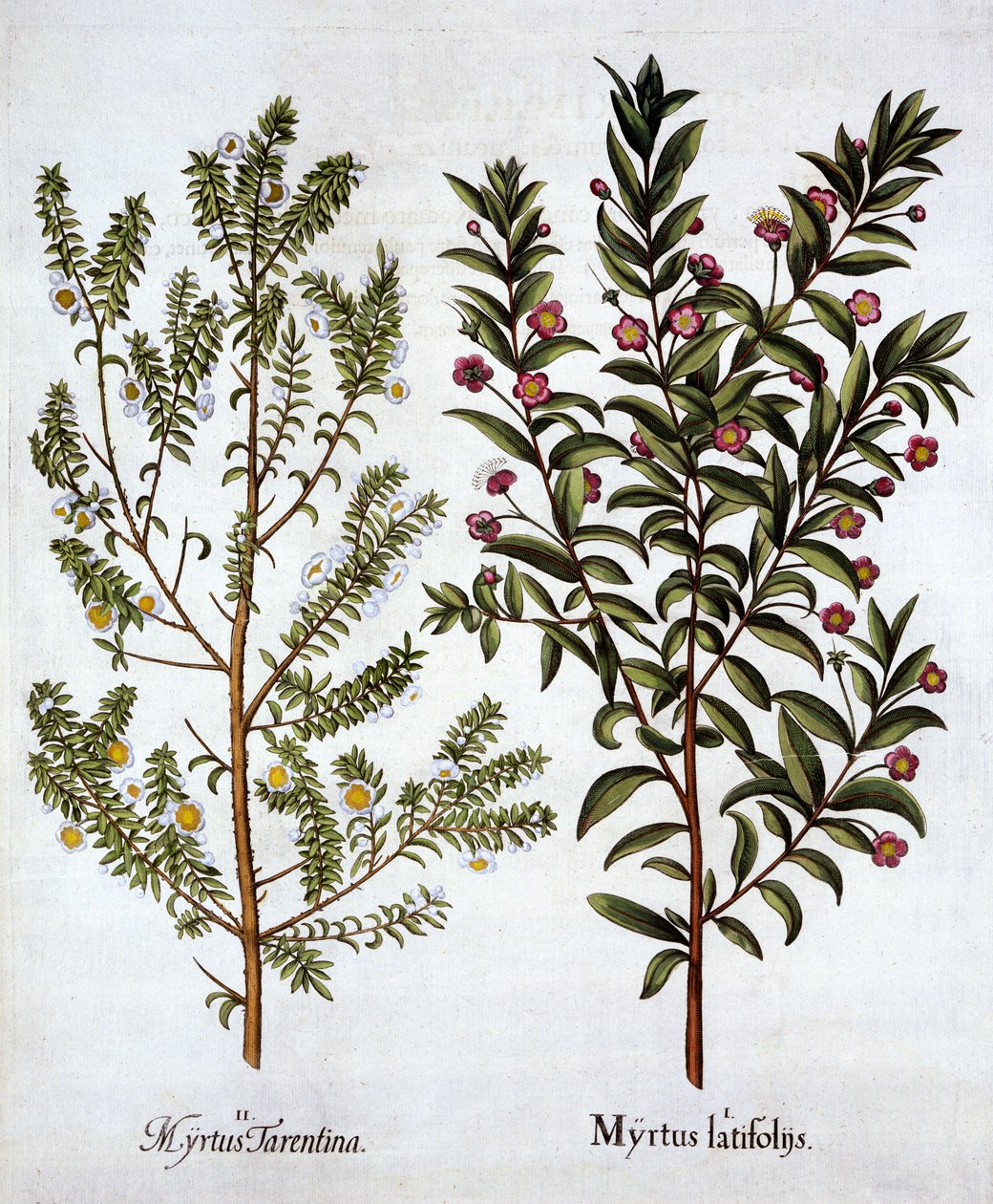 أصناف ميرتل ، من Hortus Eystettensis ، بقلم Basil Besler (1561-1629) ، حانة. 1613 (نقش يدوي) بواسطة المدرسة الألمانية