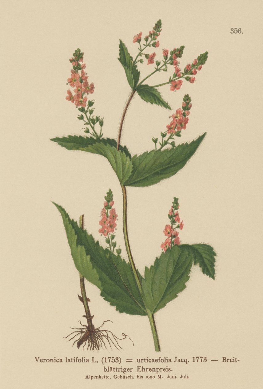 نبات القراص Speedwell (Veronica latifolia ، Veronica urticaefolia) بواسطة المدرسة الألمانية
