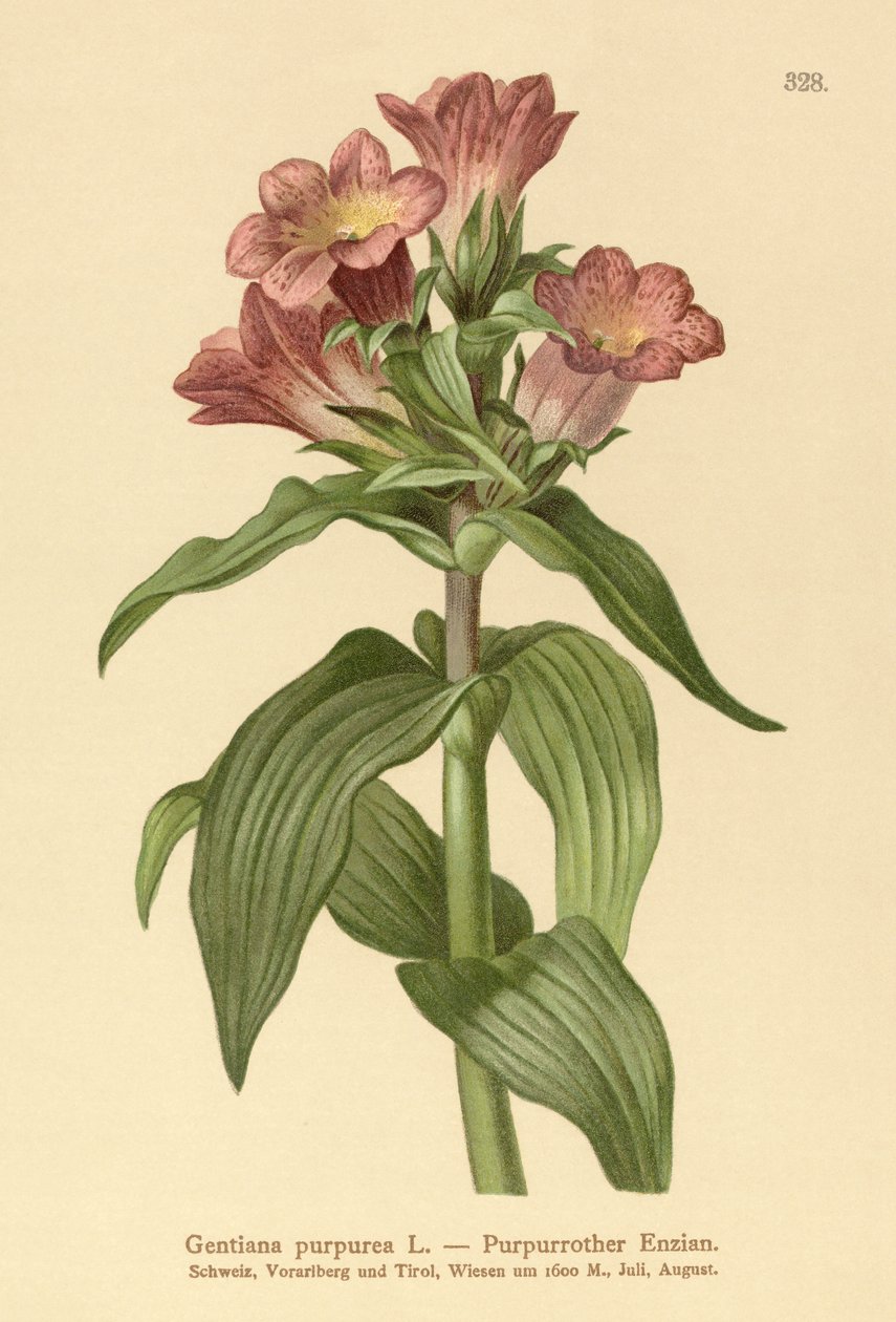 أرجواني الجنطيانا (Gentiana purpurea) بواسطة المدرسة الألمانية
