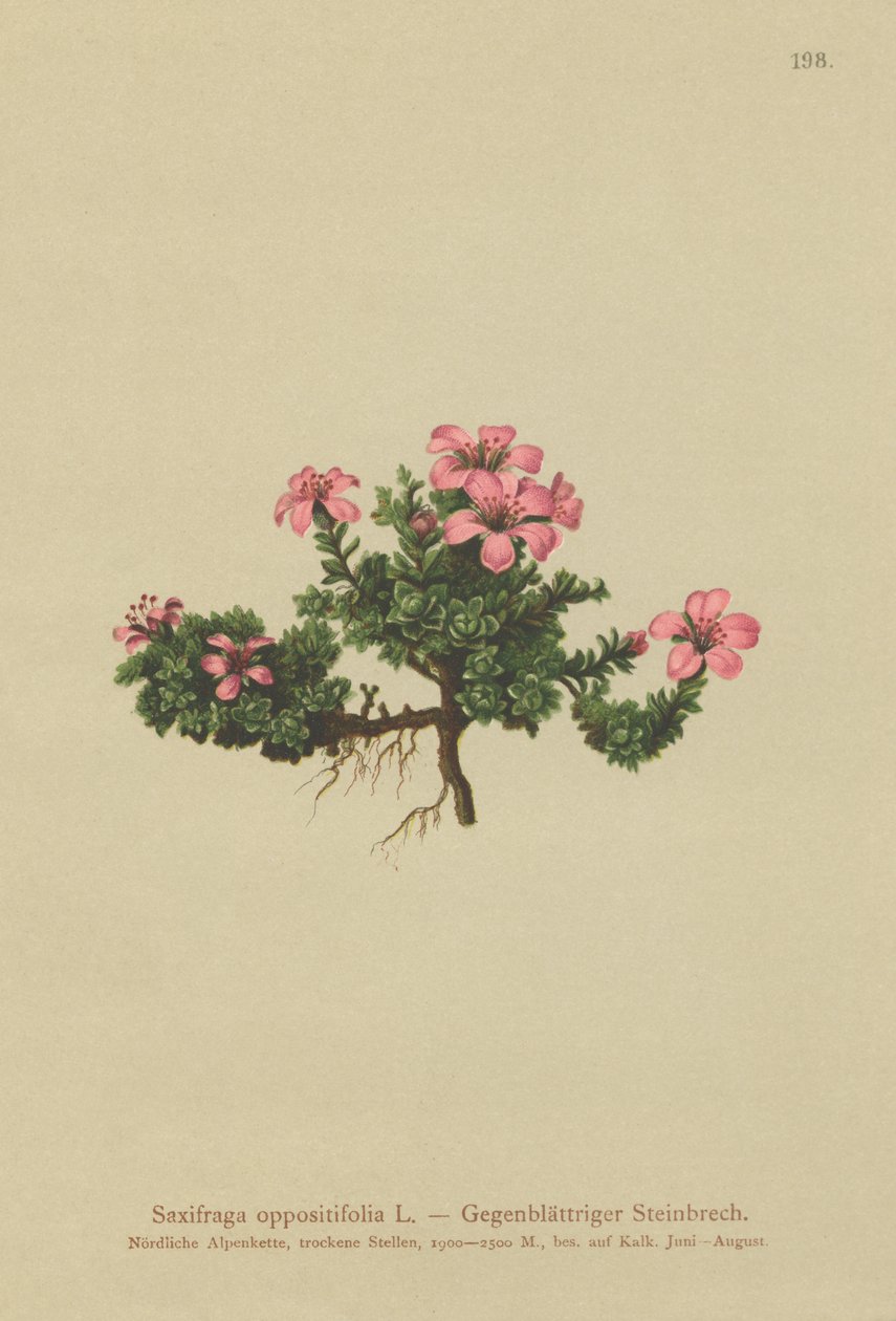 ساكسفون الجبل الأرجواني (Saxifraga المعارض) بواسطة المدرسة الألمانية