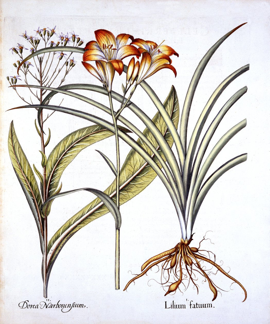 يوم أحمر أحمر أصفر وزنبق ، من Hortus Eystettensis ، بقلم Basil Besler (1561-1629) ، حانة. 1613 (نقش يدوي) بواسطة المدرسة الألمانية