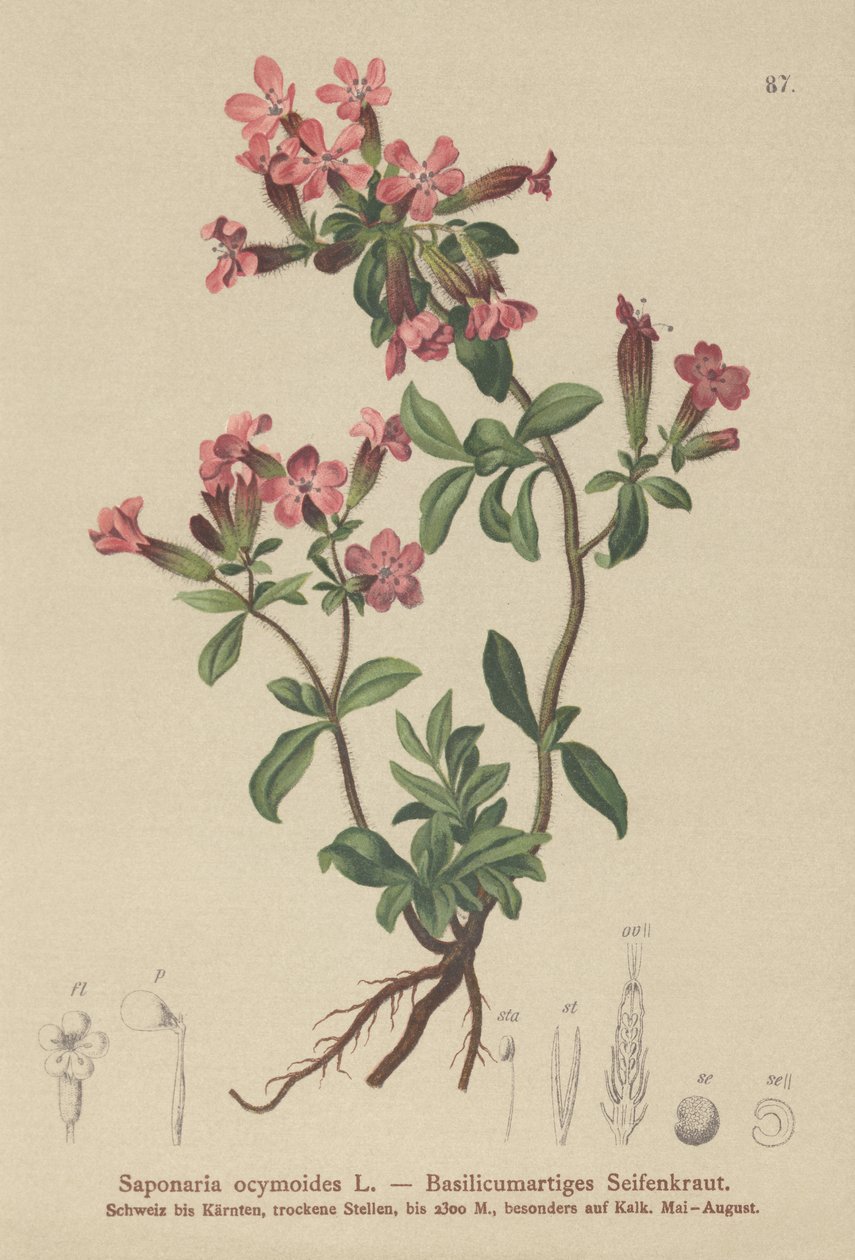 صابون الصخور (Saponaria ocymoides) بواسطة المدرسة الألمانية