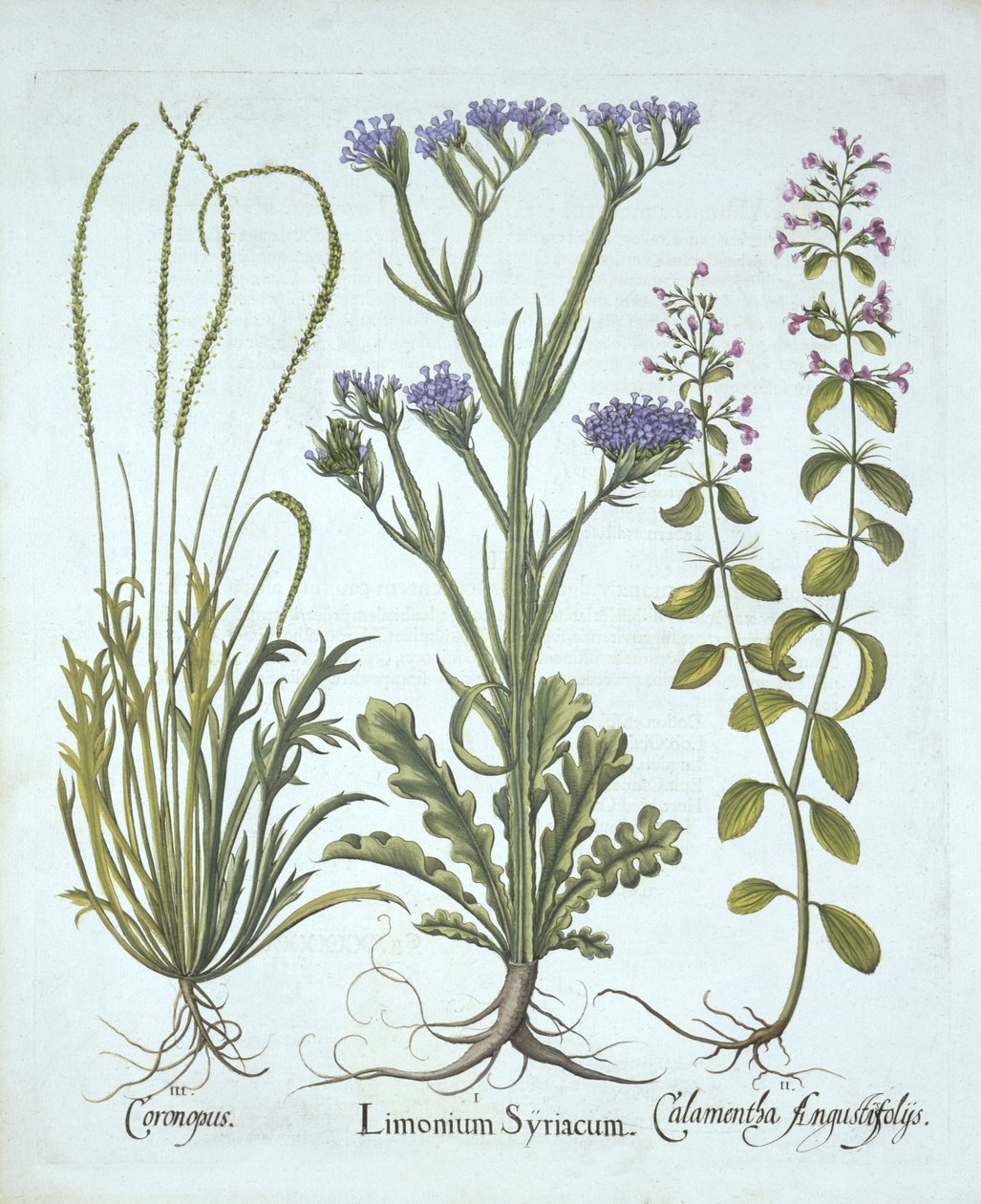 Sea Lavender ، Swine Cress ، Calamint ، من Hortus Eystettensis ، بقلم Basil Besler (1561-1629) ، حانة. 1613 (نقش يدوي) بواسطة المدرسة الألمانية