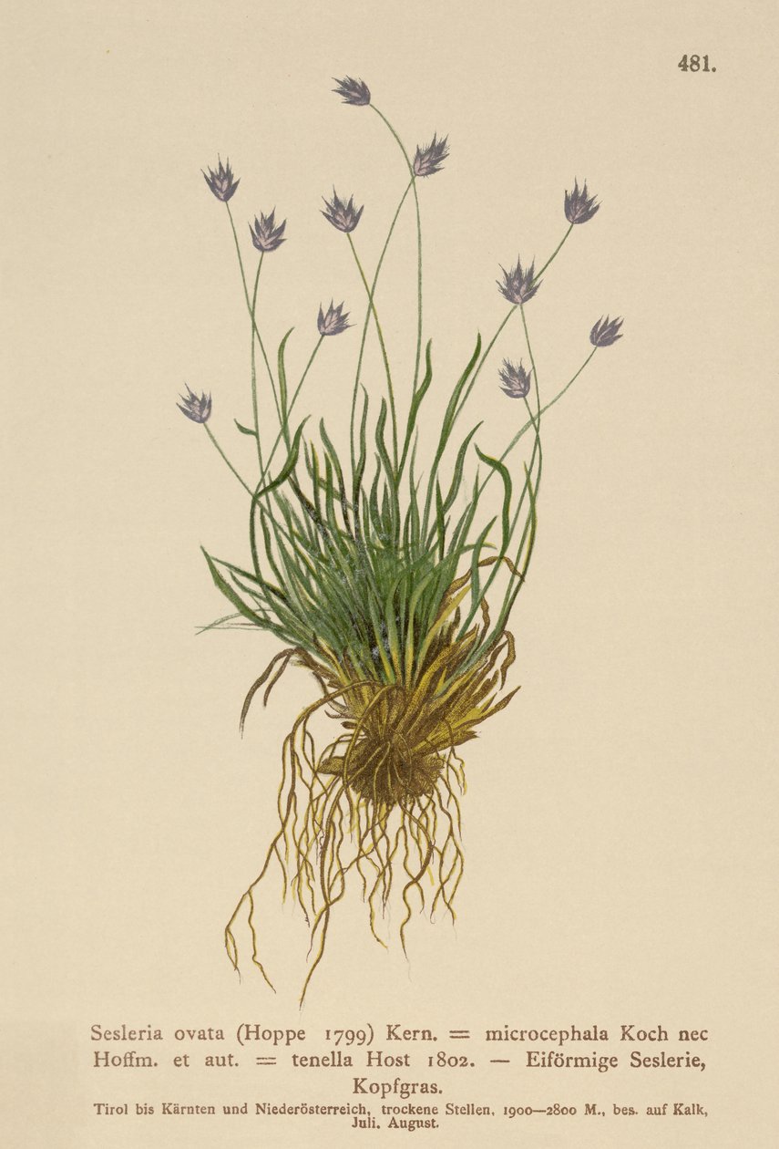 Sesleria (Sesleria ovata ، Sesleria microcephala ، Sesleria tenella ، Psilathera ovata) بواسطة المدرسة الألمانية