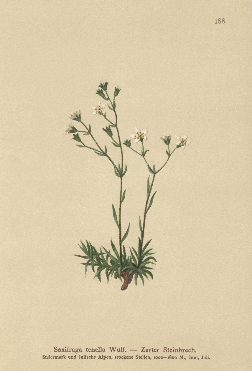 Slender Saxifrage (Saxifraga tenella) بواسطة المدرسة الألمانية