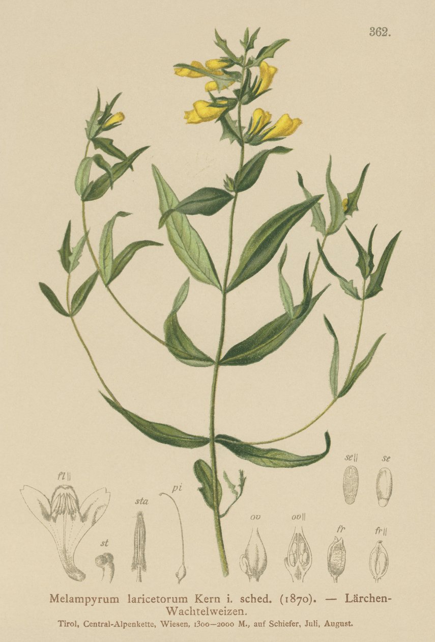 قمح بقر صغير (Melampyrum laricetorum ، Melampyrum carpathicum ، Melampyrum sylvaticum) بواسطة المدرسة الألمانية