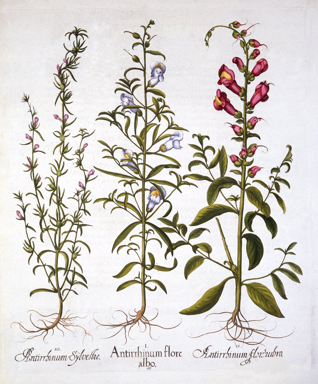 Snapdragons أو Antirrhinums ، من Hortus Eystettensis ، بقلم Basil Besler (1561-1629) ، حانة. 1613 (نقش يدوي) بواسطة المدرسة الألمانية