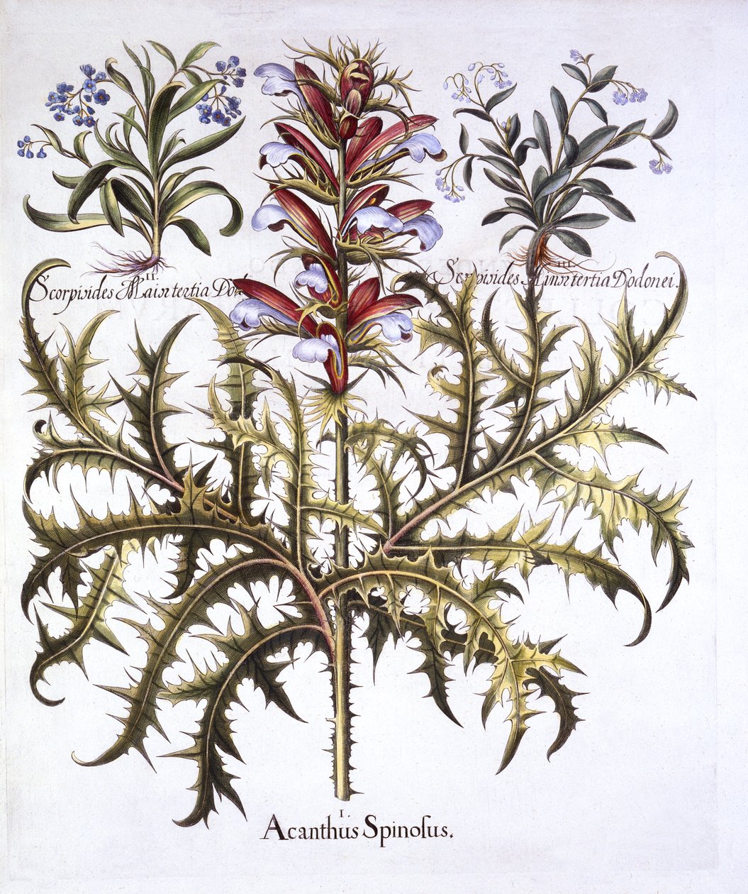 Spiny Bears Breech and Forget-Me-Nots ، من Hortus Eystettensis ، بقلم باسل بيسلر (1561-1629) ، حانة. 1613 (نقش يدوي) بواسطة المدرسة الألمانية