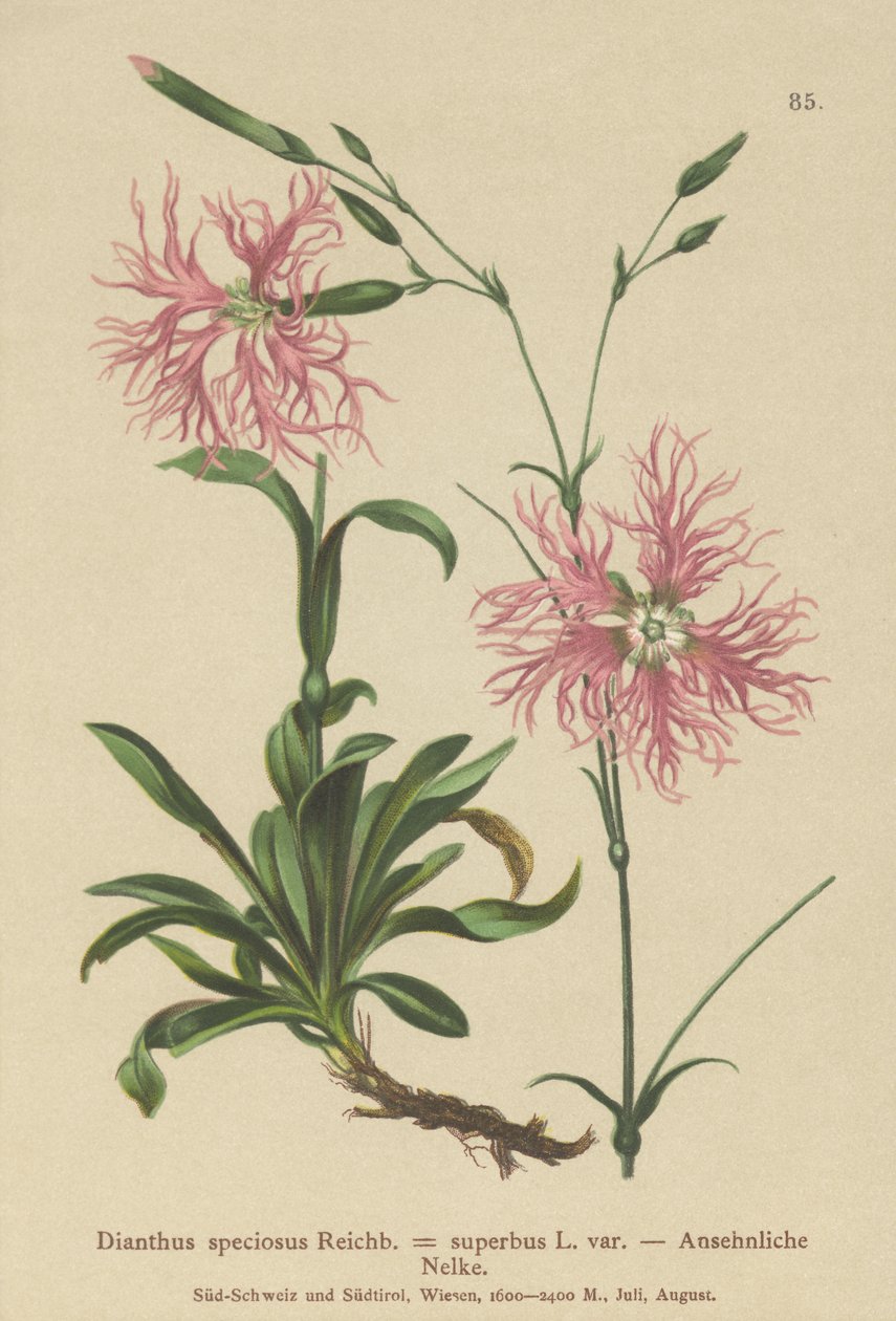 وردي رائع (Dianthus speciosus ، Dianthus superbus) بواسطة المدرسة الألمانية