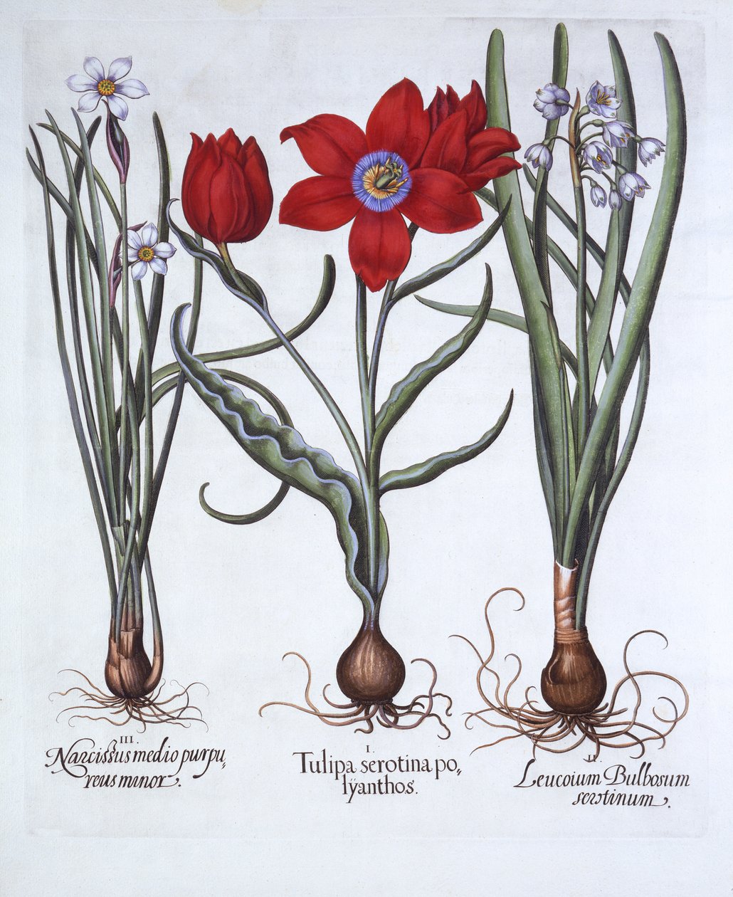 توليب ، سبرينج ندفة الثلج ونرجس ، من Hortus Eystettensis ، بقلم Basil Besler (1561-1629) ، حانة. 1613 (نقش يدوي) بواسطة المدرسة الألمانية