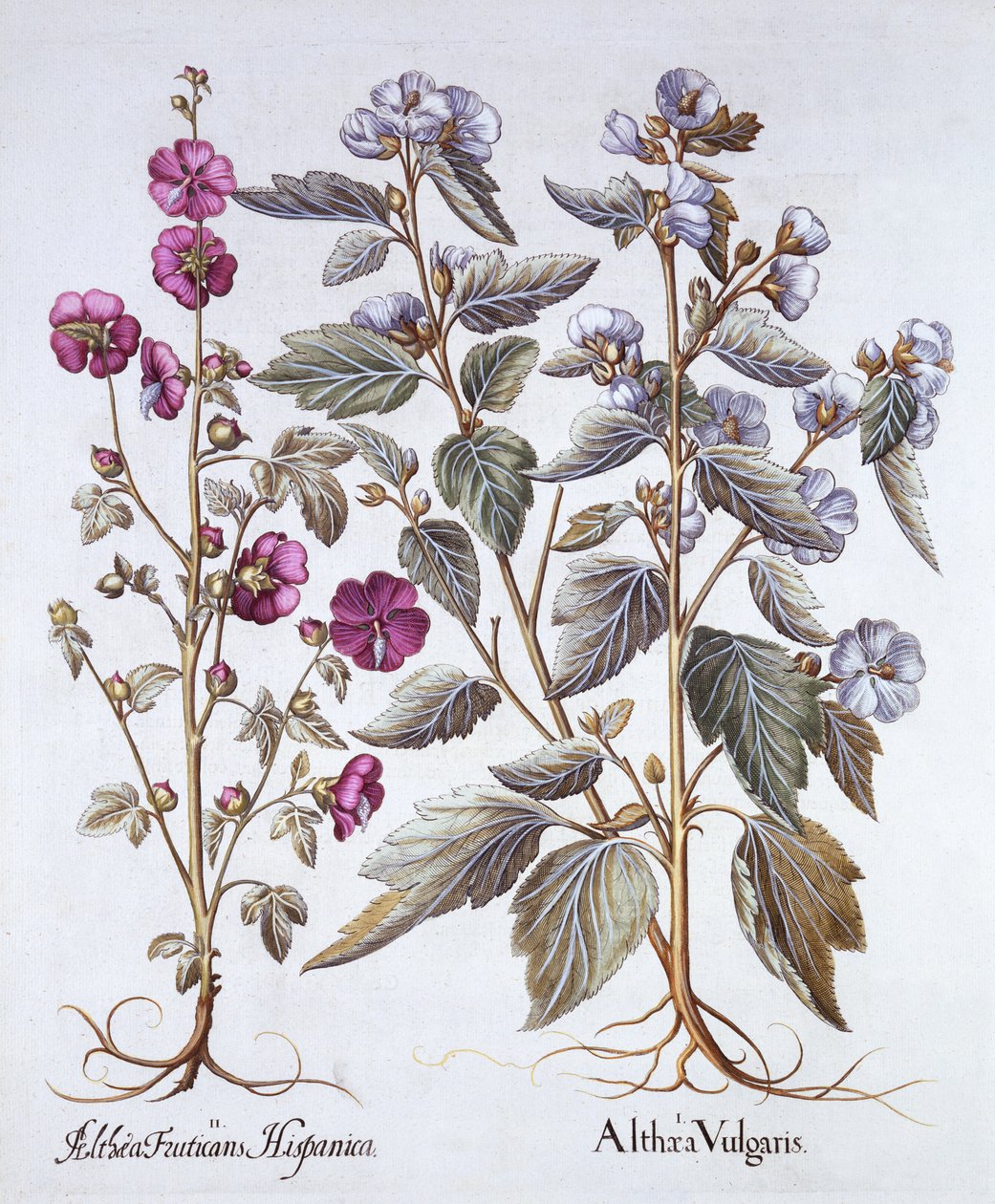 نوعان من مالو ، من Hortus Eystettensis ، بقلم باسل بيسلر (1561-1629) ، حانة. 1613 (نقش يدوي) بواسطة المدرسة الألمانية