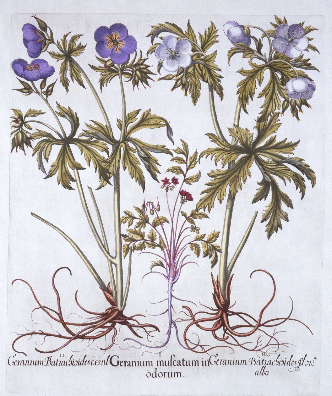 اختلافات إبرة الراعي ، من Hortus Eystettensis ، بقلم Basil Besler (1561-1629) ، حانة. 1613 (نقش يدوي) بواسطة المدرسة الألمانية