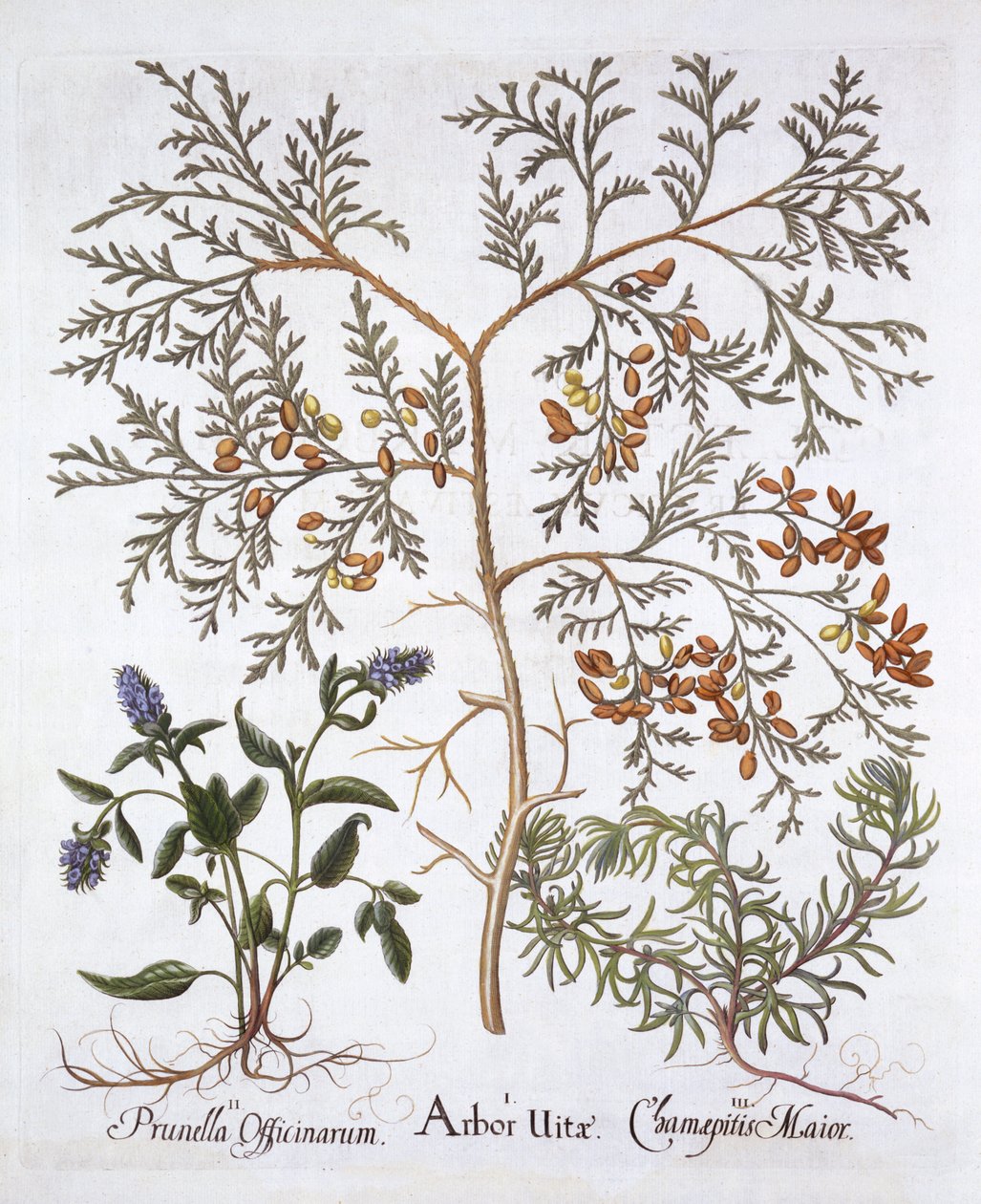 أرز أبيض ، بوق شفاء ذاتي وبوق أصفر ، من Hortus Eystettensis ، بقلم Basil Besler (1561-1629) ، حانة. 1613 (نقش يدوي) بواسطة المدرسة الألمانية