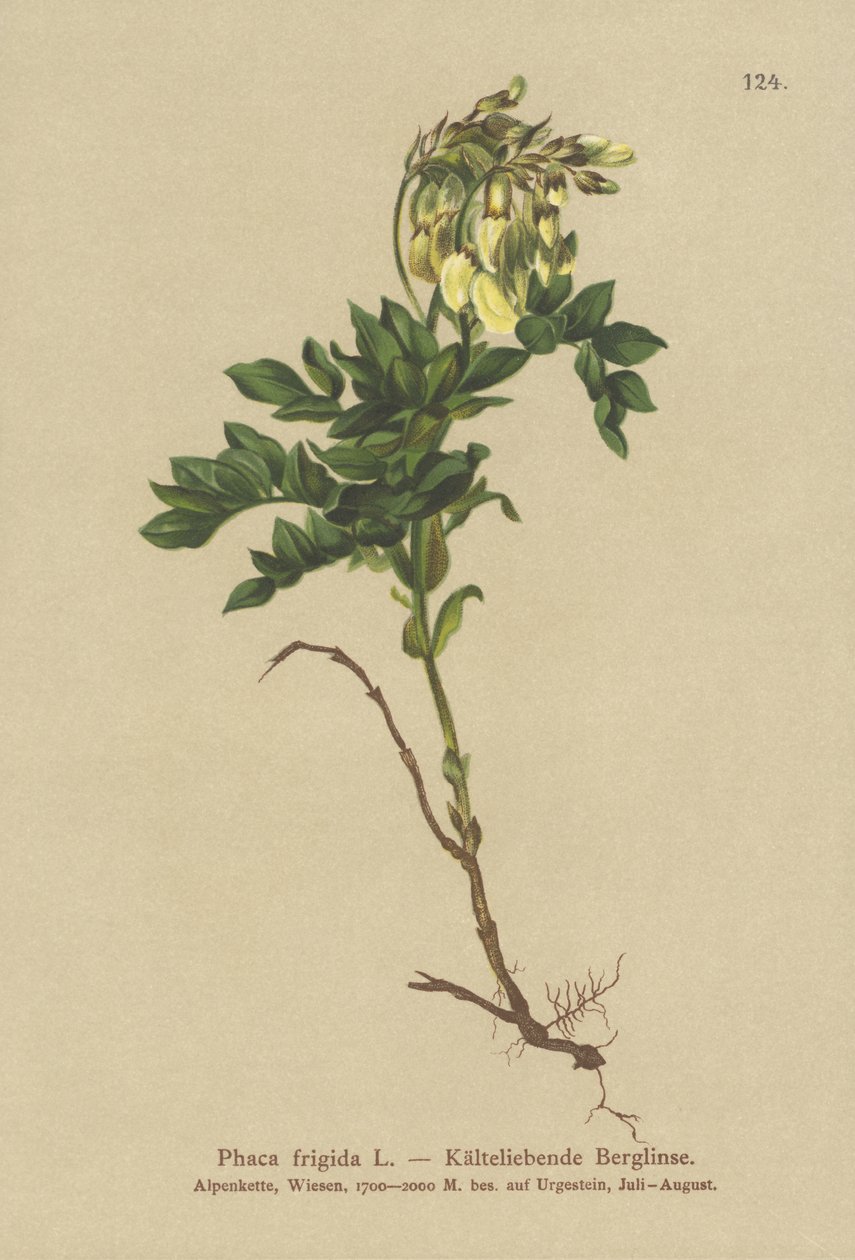 Yellow Alpine Milkvetch (Phaca frigida ، Astragalus frigidus ، Phaca ochreata ، Tragacantha frigida) بواسطة المدرسة الألمانية