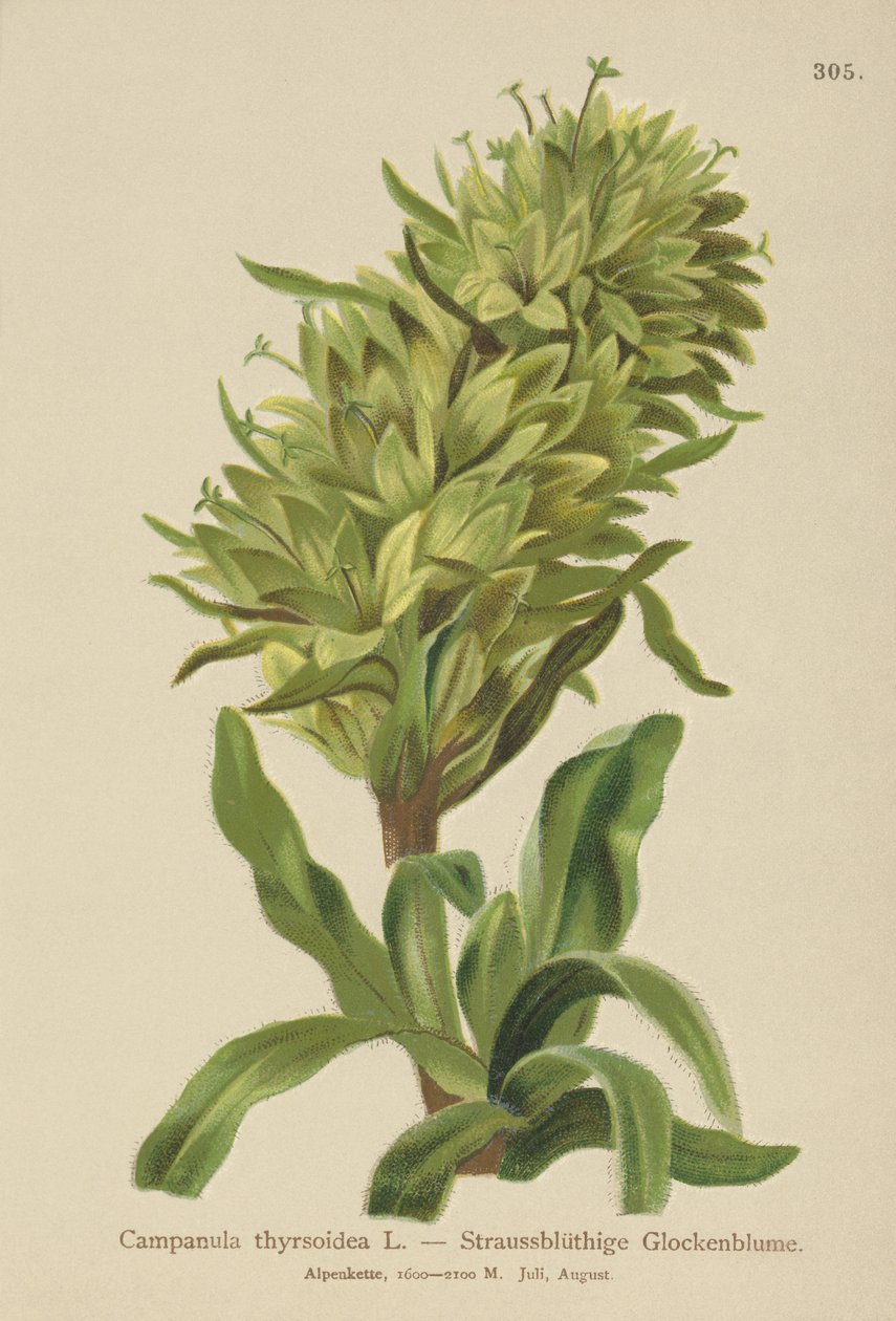 زهرة الجريس الصفراء (Campanula thyrsoidea، Campanula thyrsoides، Campanula macrorhiza) بواسطة المدرسة الألمانية