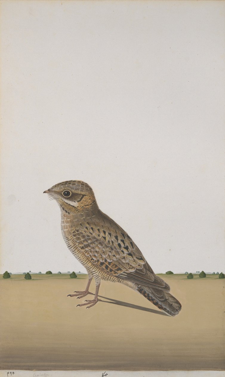 Nightjar الهندي الشائع ، c.1780 (مرحاض غير شفاف على الورق) بواسطة المدرسة الهندية