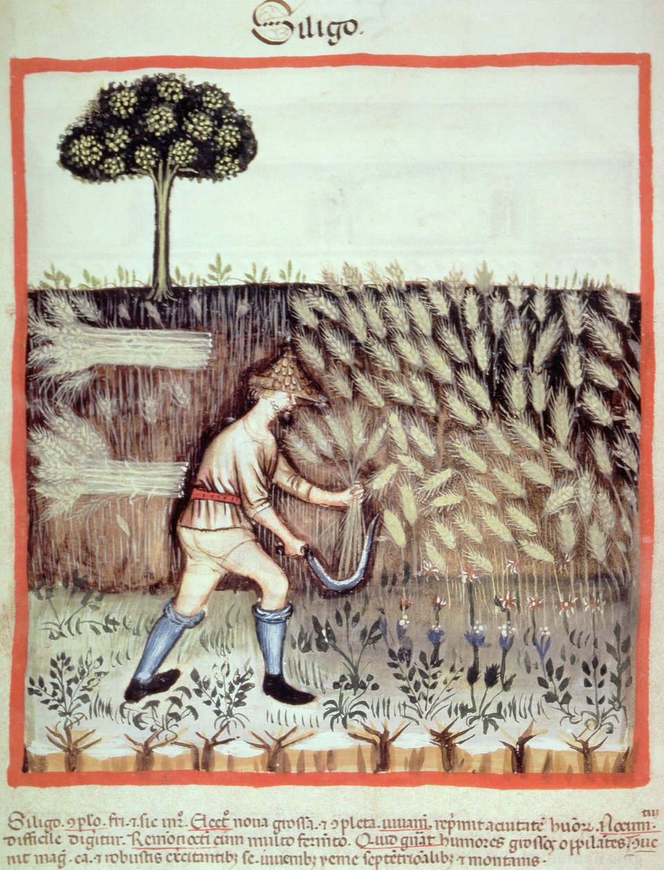 Fol.46v جمع الحبوب الشتوية ، رسم توضيحي من Tacuinum Santiatis Codex Vindobonensis بواسطة المدرسة الايطالية