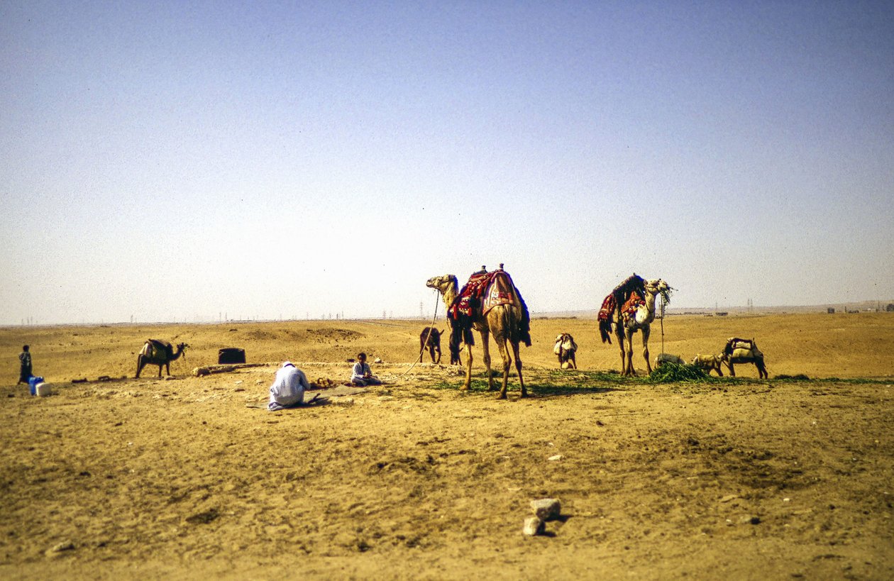  بواسطة ديتليف ب. فيشر